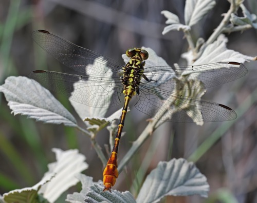 Female
2010_09_23_Liberty_FL
